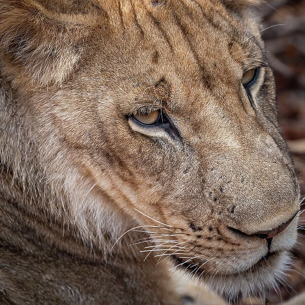 africa, Zambia, South Luangwa National Park. Portrait of a lion