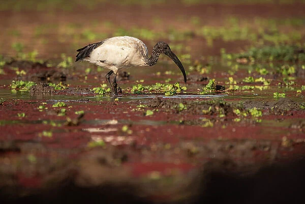 Africa, Zambia, South Luangwa National Park. African sacred Ibis feeding in the swamp
