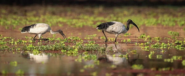 Africa, Zambia, South Luangwa National Park. African sacred Ibis feeding in the swamp