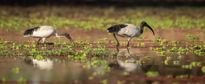 Framed Print : Africa, Zambia, South Luangwa National Park. African sacred Ibis feeding in the swamp Framed Print : Africa, Zambia, South Luangwa National Park. African sacred Ibis feeding in the swamp