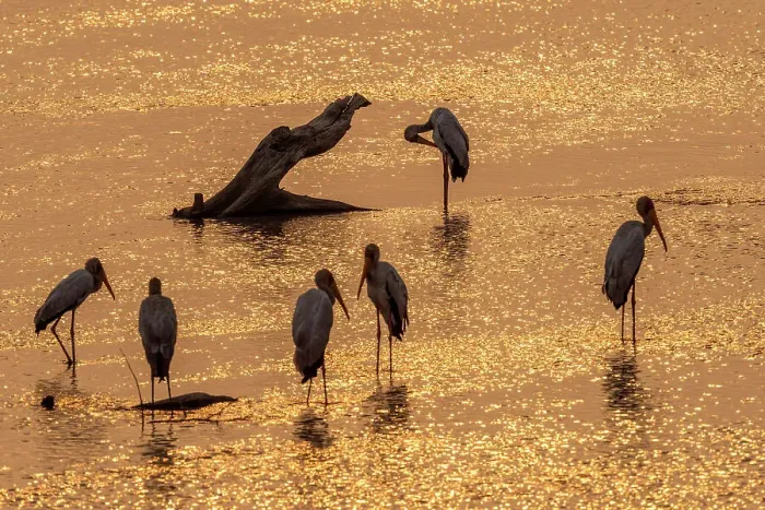 Framed Print : africa, Zambia, South Luangwa National Park. Some marabou storks at sunset in the Luangwa River Framed Print : africa, Zambia, South Luangwa National Park. Some marabou storks at sunset in the Luangwa River