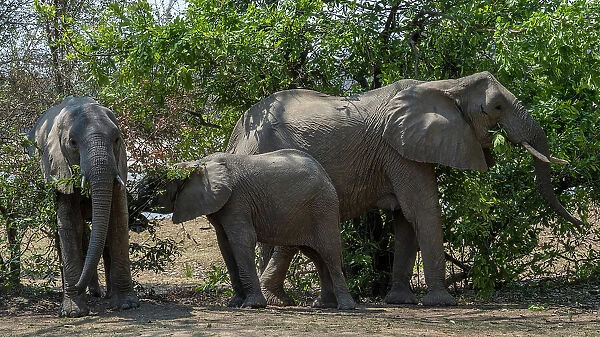 Africa, Zambia, South Luangwa National Park. An elephant family feeding on trees