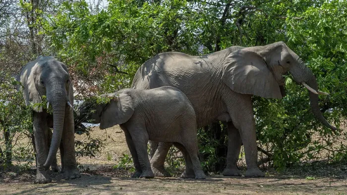 Framed Print : Africa, Zambia, South Luangwa National Park. An elephant family feeding on trees Framed Print : Africa, Zambia, South Luangwa National Park. An elephant family feeding on trees
