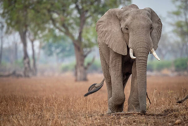 africa, Zambia, South Luangwa National Park. A beautiful elephant walking