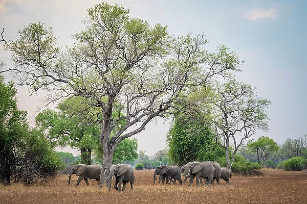 africa, Zambia, South Luangwa National Park. An elephant family walking in the landscape of the Park