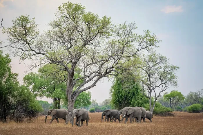Framed Print : africa, Zambia, South Luangwa National Park. An elephant family walking in the landscape of the Park Framed Print : africa, Zambia, South Luangwa National Park. An elephant family walking in the landscape of the Park
