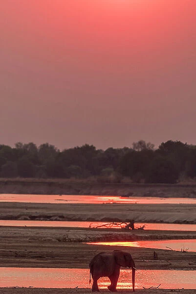 Africa, Zambia, South Luangwa National Park. A male lone elephant walking on the riverbed of the Luangwa River at sunset