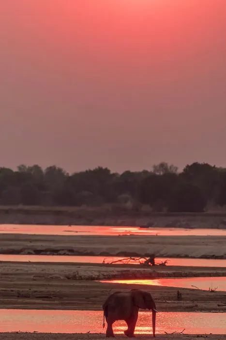 Framed Print : Africa, Zambia, South Luangwa National Park. A male lone elephant walking on the riverbed of the Luangwa River at sunset Framed Print : Africa, Zambia, South Luangwa National Park. A male lone elephant walking on the riverbed of the Luangwa River at sunset