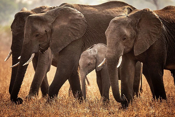 africa, Zambia, South Luangwa National Park. An elephant family walking in the afternoon light