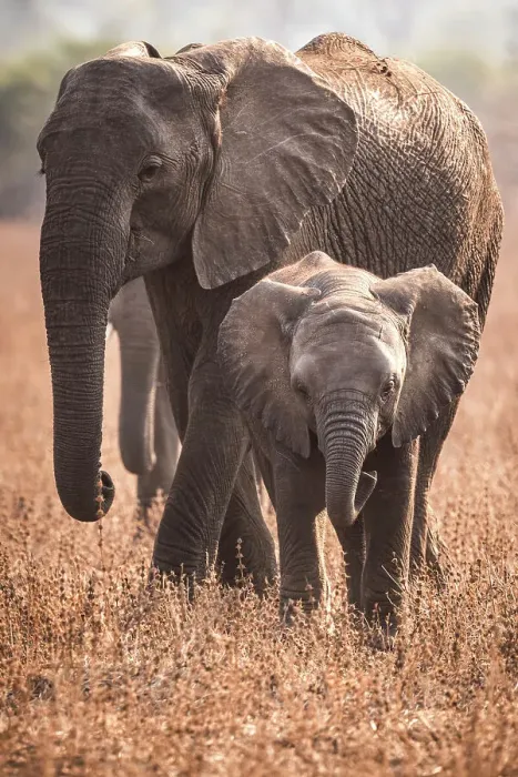 Framed Print : africa, Zambia, South Luangwa National Park. An elephant family walking in the afternoon light Framed Print : africa, Zambia, South Luangwa National Park. An elephant family walking in the afternoon light