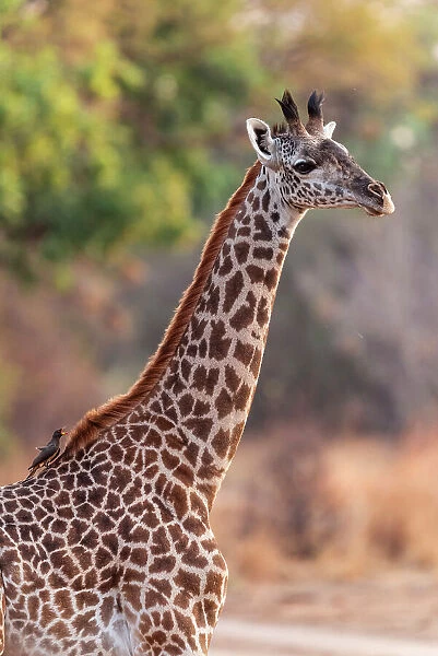 Africa, Zambia, South Luangwa National Park. a female Thornicroft's Giraffe