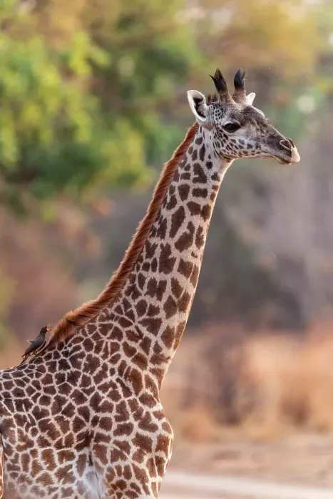 Framed Print : Africa, Zambia, South Luangwa National Park. a female Thornicroft's Giraffe Framed Print : Africa, Zambia, South Luangwa National Park. a female Thornicroft's Giraffe