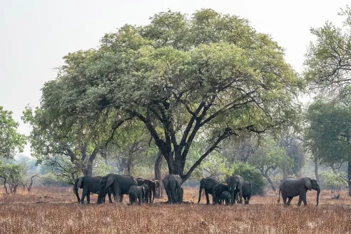 Framed Print : africa, Zambia, South Luangwa National Park. An elephant family walking in the afternoon light Framed Print : africa, Zambia, South Luangwa National Park. An elephant family walking in the afternoon light