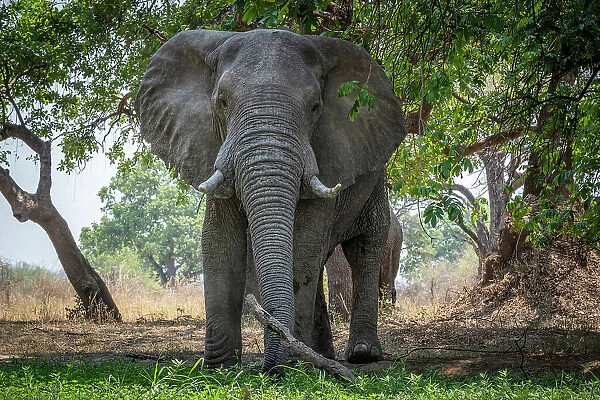 africa, Zambia, South Luangwa National Park. A big elephant on the waterhole