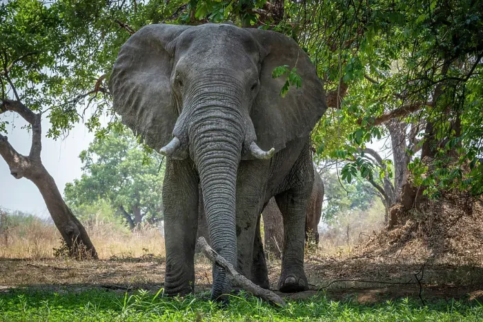 Framed Print : africa, Zambia, South Luangwa National Park. A big elephant on the waterhole Framed Print : africa, Zambia, South Luangwa National Park. A big elephant on the waterhole