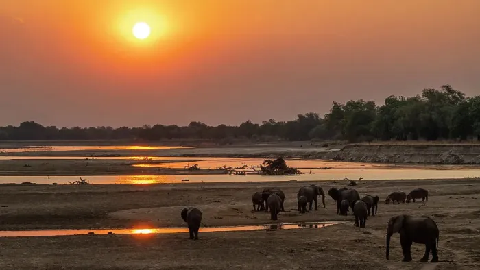 Framed Print : Africa, Zambia, South Luangwa National Park. A group of elephants and some hippos walking on the riverbed of the Luangwa River at sunset Framed Print : Africa, Zambia, South Luangwa National Park. A group of elephants and some hippos walking on the riverbed of the Luangwa River at sunset