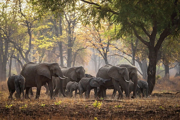 africa, Zambia, South Luangwa National Park. An elephant family with babies walking in the afternoon light in a forest