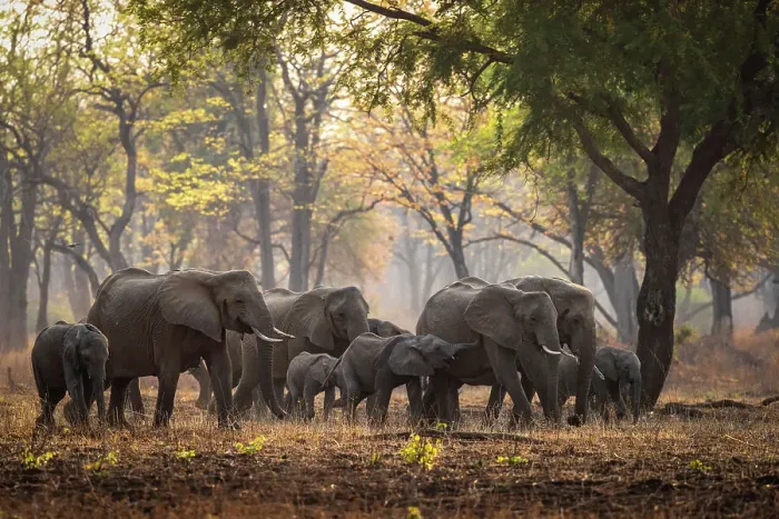 Framed Print : africa, Zambia, South Luangwa National Park. An elephant family with babies walking in the afternoon light in a forest Framed Print : africa, Zambia, South Luangwa National Park. An elephant family with babies walking in the afternoon light in a forest