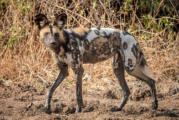 africa, Zambia, South Luangwa National Park. An African wild dog on the hunt near to Tafika