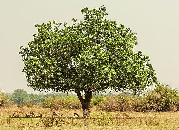 africa, Zambia, South Luangwa National Park. A herd of Impala under a sausage tree
