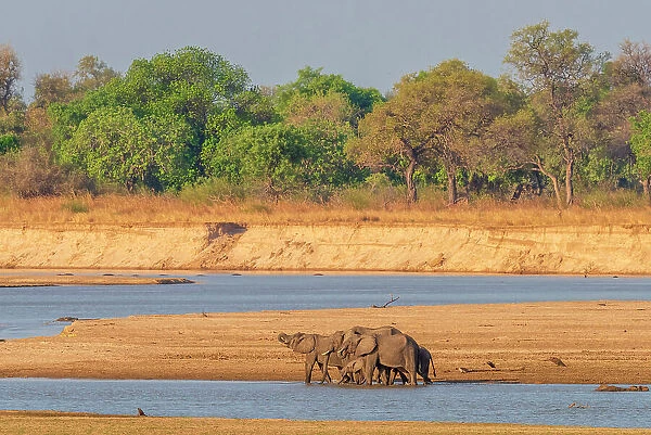 Africa, Zambia, South Luangwa National Park. A group of elephants drinking in the riverbed of the Luangwa River