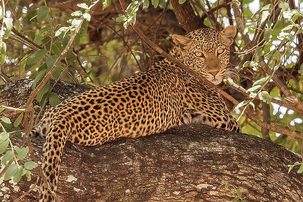 Africa, Zambia, South Luangwa National Park. A portrait of a Leopard in a sausage tree
