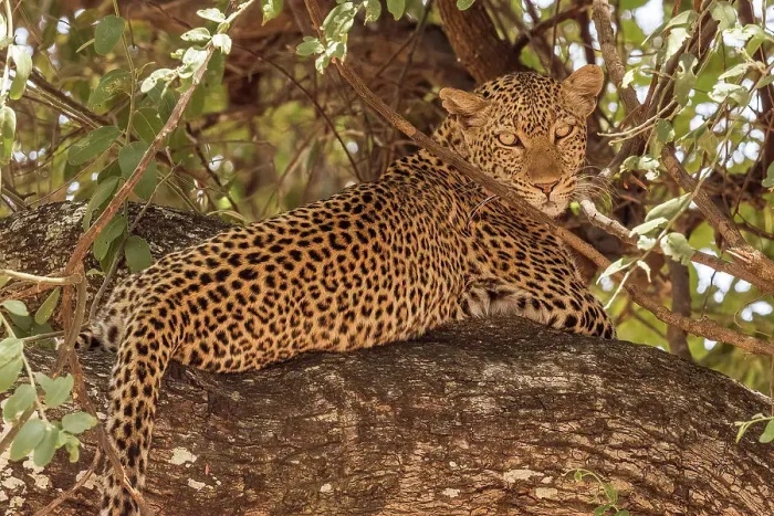 Framed Print : Africa, Zambia, South Luangwa National Park. A portrait of a Leopard in a sausage tree