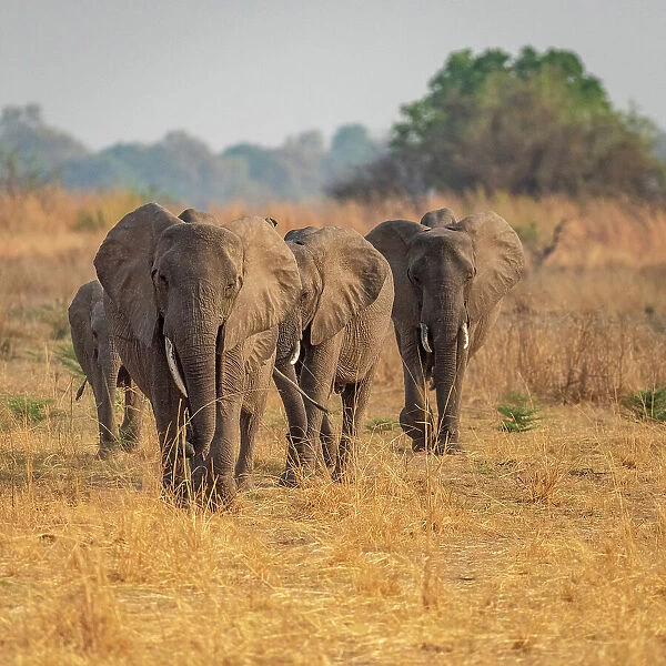 Africa, Zambia, South Luangwa National Park. A group of elephants walking towards the river to drink