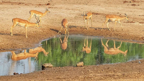 Africa, Zambia, South Luangwa National Park. A group of impalas drinking in the riverbed