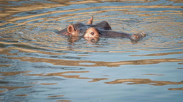 Africa, Zambia, South Luangwa National Park. A hippo in the water of the Luangwa