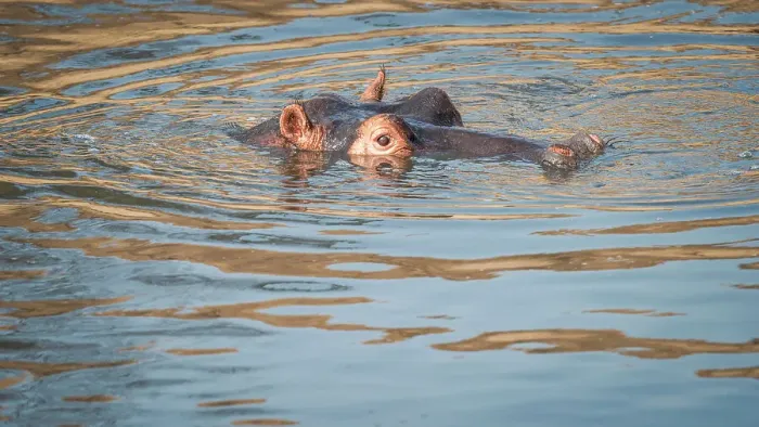 Framed Print : Africa, Zambia, South Luangwa National Park. A hippo in the water of the Luangwa Framed Print : Africa, Zambia, South Luangwa National Park. A hippo in the water of the Luangwa