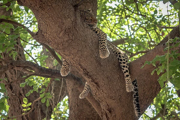 Africa, Zambia, South Luangwa National Park. A sleeping Leopard hanging in a sausage tree