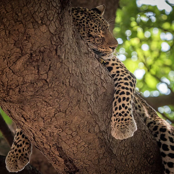 Africa, Zambia, South Luangwa National Park. A sleeping Leopard hanging in a sausage tree
