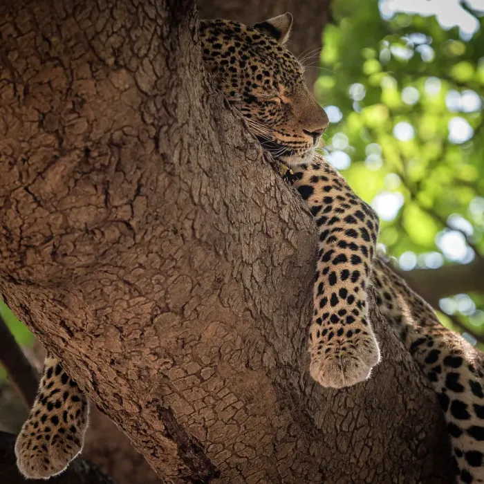 Framed Print : Africa, Zambia, South Luangwa National Park. A sleeping Leopard hanging in a sausage tree