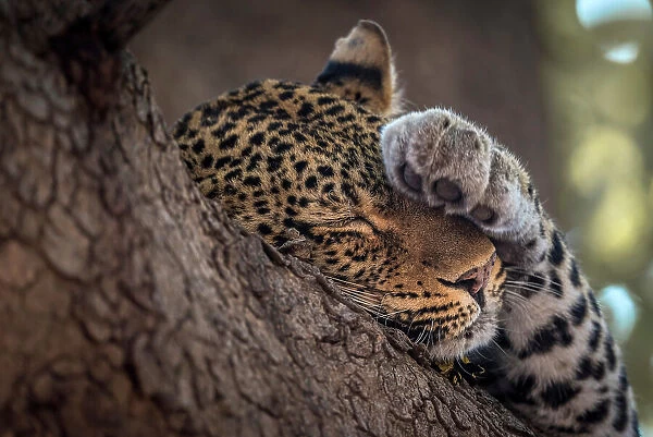 Africa, Zambia, South Luangwa National Park. A close up of a sleeping Leopard in a sausage tree