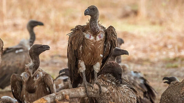 Africa, Zambia, South Luangwa National Park. A group of cape vultures feeding on a carcass