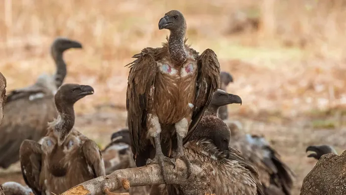 Framed Print : Africa, Zambia, South Luangwa National Park. A group of cape vultures feeding on a carcass Framed Print : Africa, Zambia, South Luangwa National Park. A group of cape vultures feeding on a carcass