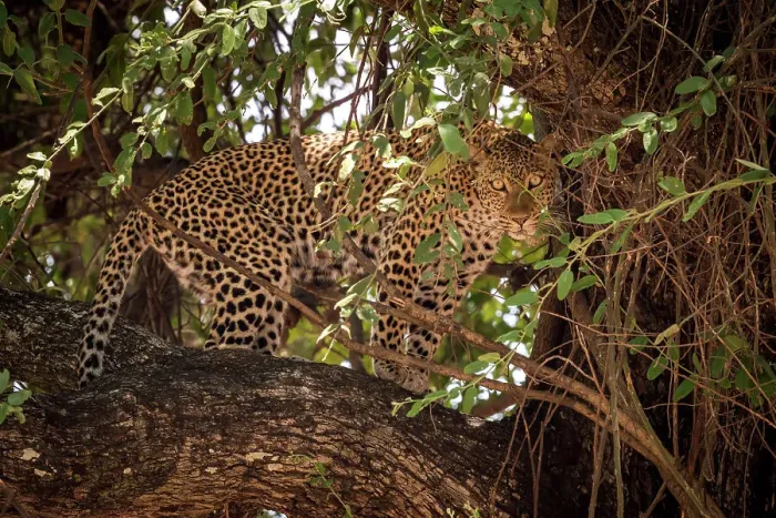 Framed Print : Africa, Zambia, South Luangwa National Park. A puzzled looking Leopard in a sausage tree Framed Print : Africa, Zambia, South Luangwa National Park. A puzzled looking Leopard in a sausage tree