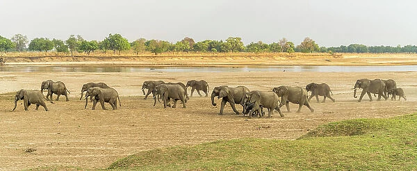 Africa, Zambia, South Luangwa National Park. A group of elephants walking on the riverbed of the Luangwa River to reach the drinking point