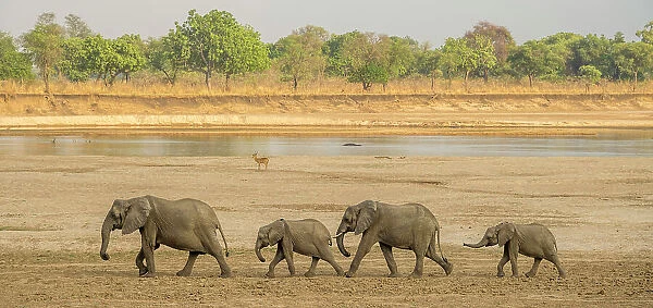 Africa, Zambia, South Luangwa National Park. A group of elephants walking on the riverbed of the Luangwa River to reach the drinking point