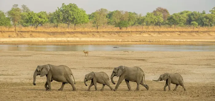 Framed Print : Africa, Zambia, South Luangwa National Park. A group of elephants walking on the riverbed of the Luangwa River to reach the drinking point Framed Print : Africa, Zambia, South Luangwa National Park. A group of elephants walking on the riverbed of the Luangwa River to reach the drinking point