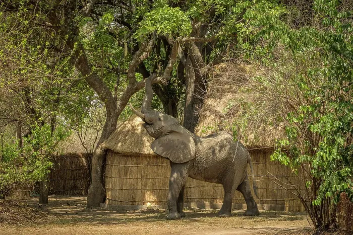 Framed Print : Africa, Zambia, South Luangwa National Park. An elephant feeding on a sausage tree near the chalets in the camp Tafika Framed Print : Africa, Zambia, South Luangwa National Park. An elephant feeding on a sausage tree near the chalets in the camp Tafika