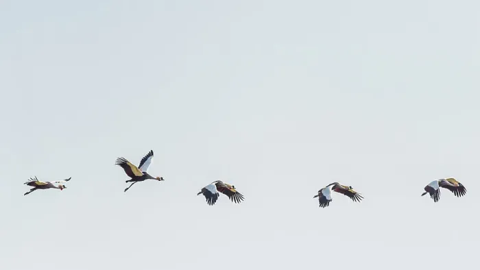 Framed Print : Africa, Zambia, South Luangwa National Park. A group of crowned cranes flying Framed Print : Africa, Zambia, South Luangwa National Park. A group of crowned cranes flying