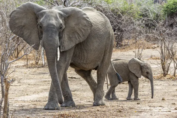 Framed Print : Africa, Zambia, Southern Luangwa National Park. An elephant mother with cub