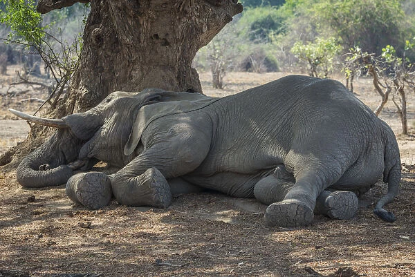 Africa, Zambia, Southern Luangwa National Park. A sleeping elephant
