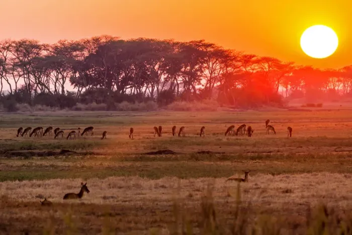 Framed Print : Africa, Zambia. Sunset in the Kafue national park with a group of antelopes Framed Print : Africa, Zambia. Sunset in the Kafue national park with a group of antelopes