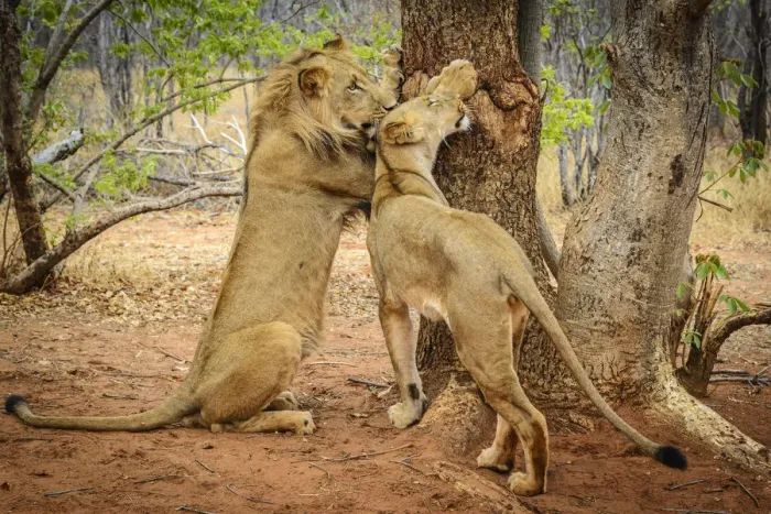 Framed Print : Africa, Zambia. a Young couple of lions