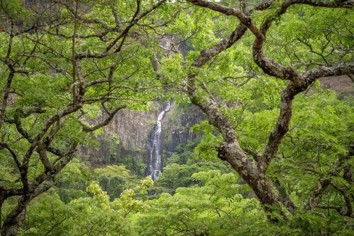Framed Print : africa, Zimbabwe, Eastern Highlands, Chimanimani National Park. The bridal veil falls seen through the forest Framed Print : africa, Zimbabwe, Eastern Highlands, Chimanimani National Park. The bridal veil falls seen through the forest