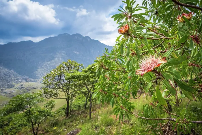 Framed Print : africa, Zimbabwe, Eastern Highlands, Chimanimani National Park. The nature on a hiking path Framed Print : africa, Zimbabwe, Eastern Highlands, Chimanimani National Park. The nature on a hiking path