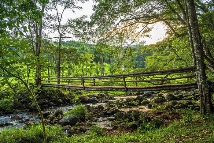 Framed Print : africa, Zimbabwe, Eastern Highlands, Honde Valley. The creek near to Aberfoyle Lodge Framed Print : africa, Zimbabwe, Eastern Highlands, Honde Valley. The creek near to Aberfoyle Lodge